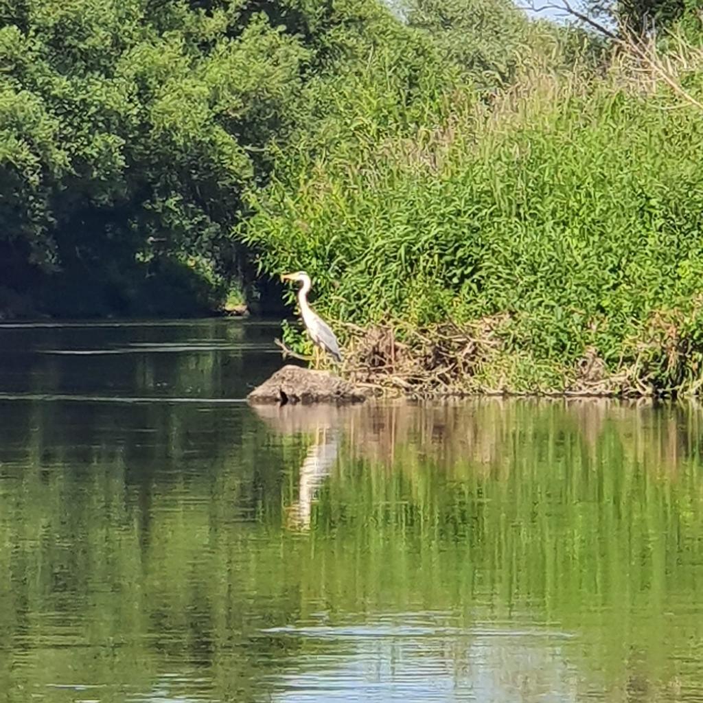 Reiher am Ufer - Tierwelt-Beobachtung